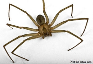 Spider1