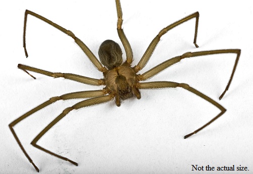Spider1