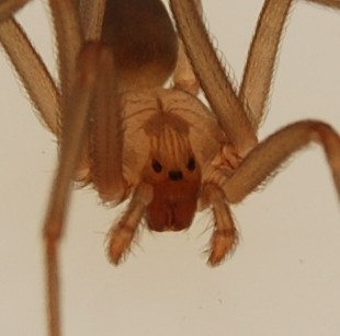 Spider2